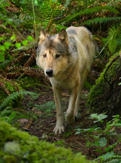 voir serie Bienvenue sur l'île des loups en streaming