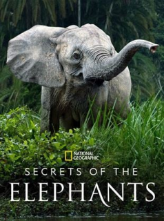 voir Les Secrets des éléphants Saison 1 en streaming 